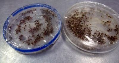 Governo pretende ampliar projeto de mosquitos transgênicos na Bahia