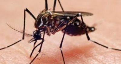 Organização Mundial da Saúde diz que zika vírus vai se proliferar pela América