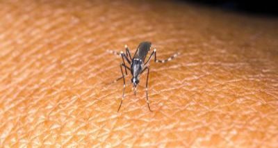 Estudo demonstra que zika ataca e destrói células do cérebro