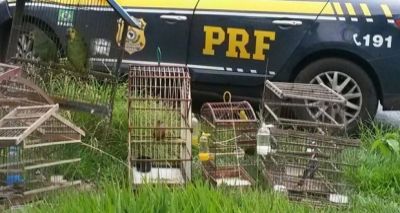 Animais silvestres são resgatados pela PRF na BR-324, em Candeias