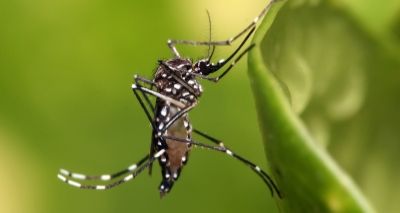 Governo anuncia investimento de R$ 65 milhões em pesquisas sobre Zika