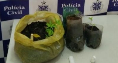 Plantação de maconha é queimada em Amargosa e traficantes fogem