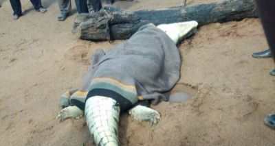 Grupo abre barriga de crocodilo e encontra corpo de menino de 8 anos; veja vídeo