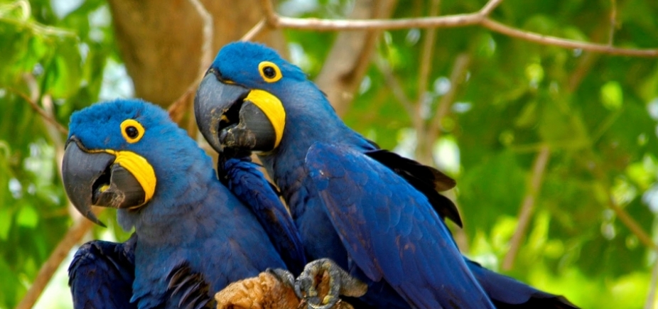 Ver a imagem de origem