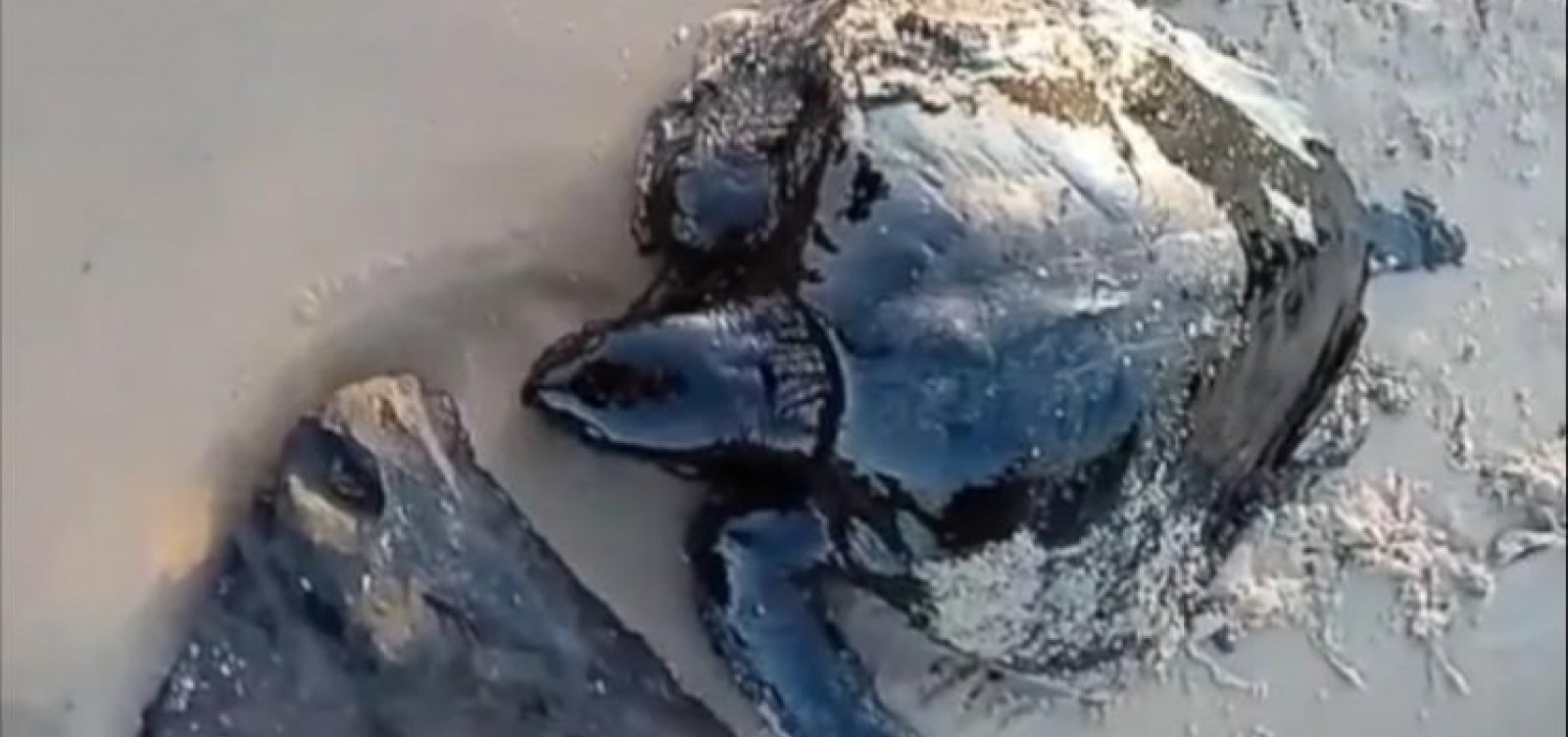 Resultado de imagem para vazamento de oleo no nordeste