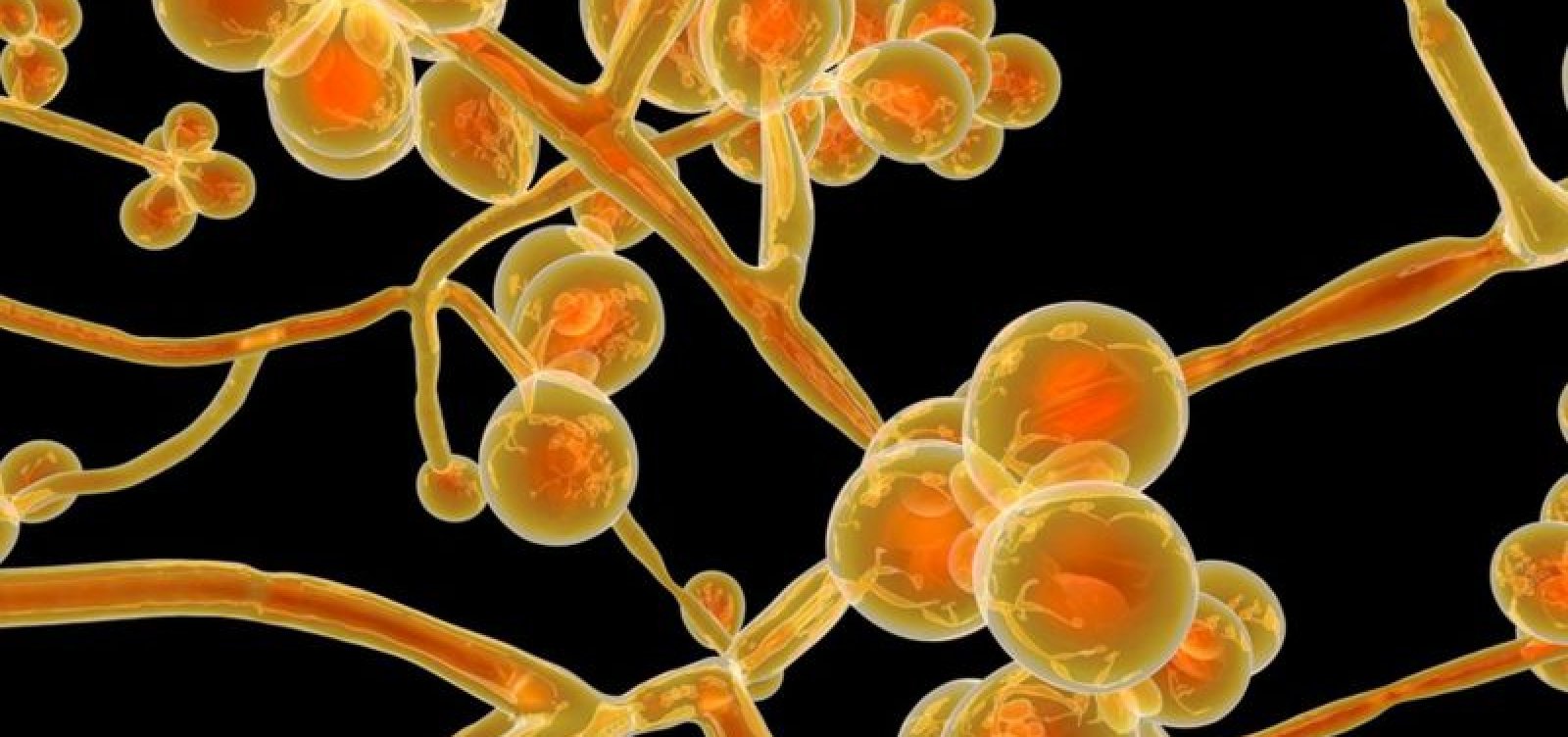 [Candida auris: Hospital da Bahia diz que tem apenas cinco casos; Sesab fala em 11]