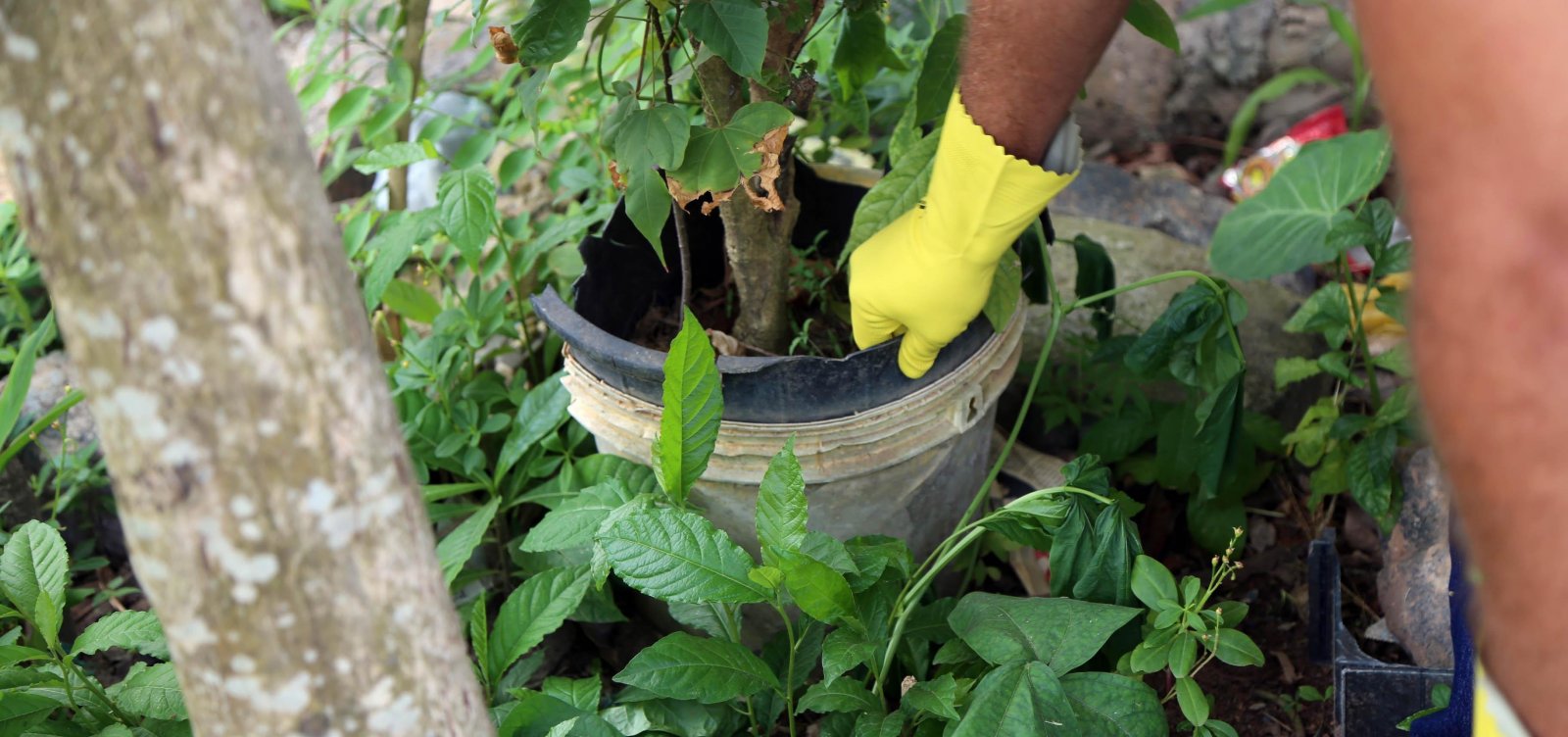 [Na sombra do coronav&iacute;rus: como est&aacute; a situa&ccedil;&atilde;o da dengue, chikungunya e zika na Bahia?]