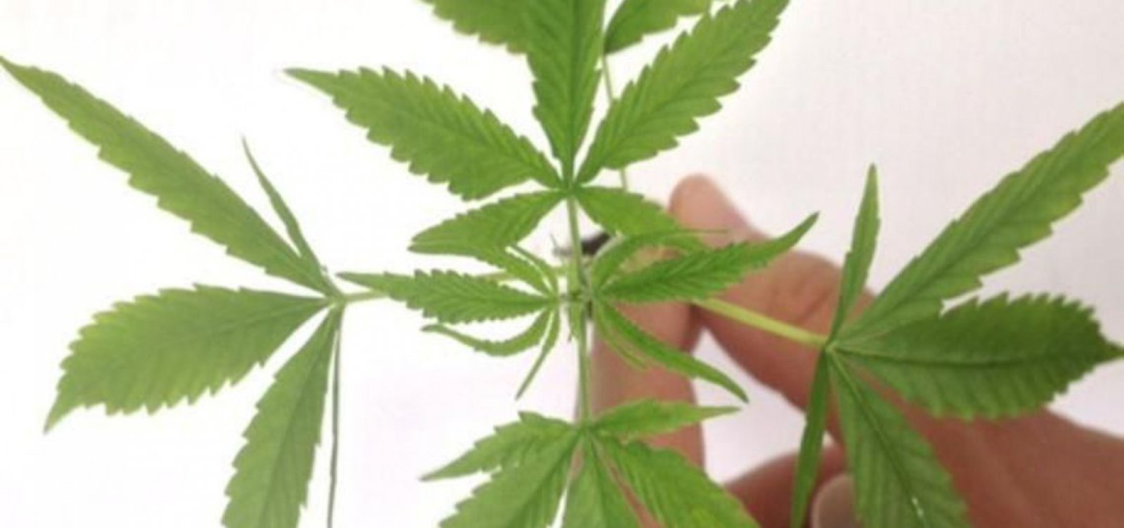 [Justiça dá aval para plantação de maconha para uso medicinal]