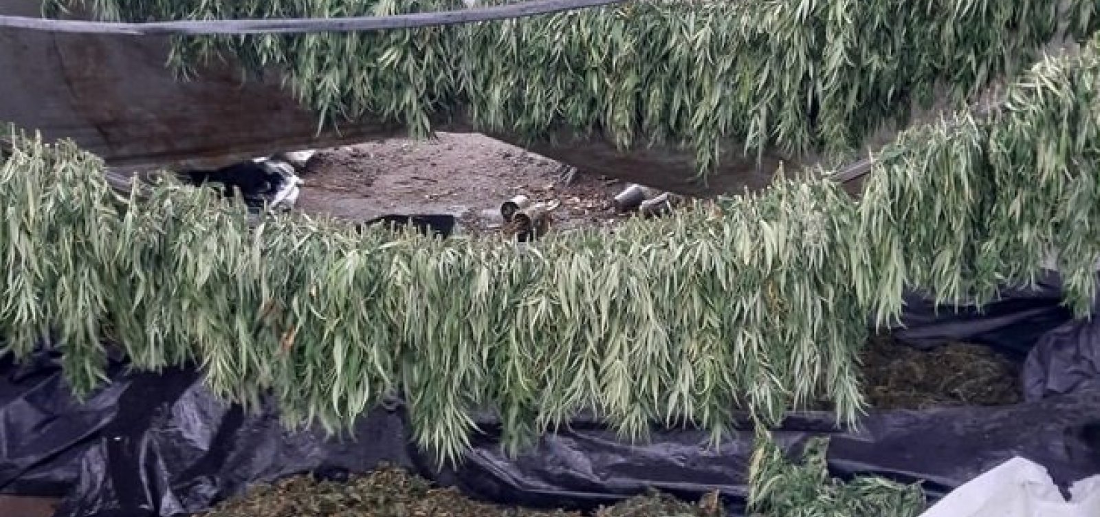 [Polícia Civil erradica plantação de maconha avaliada em R$ 32 milhões no interior do Estado]