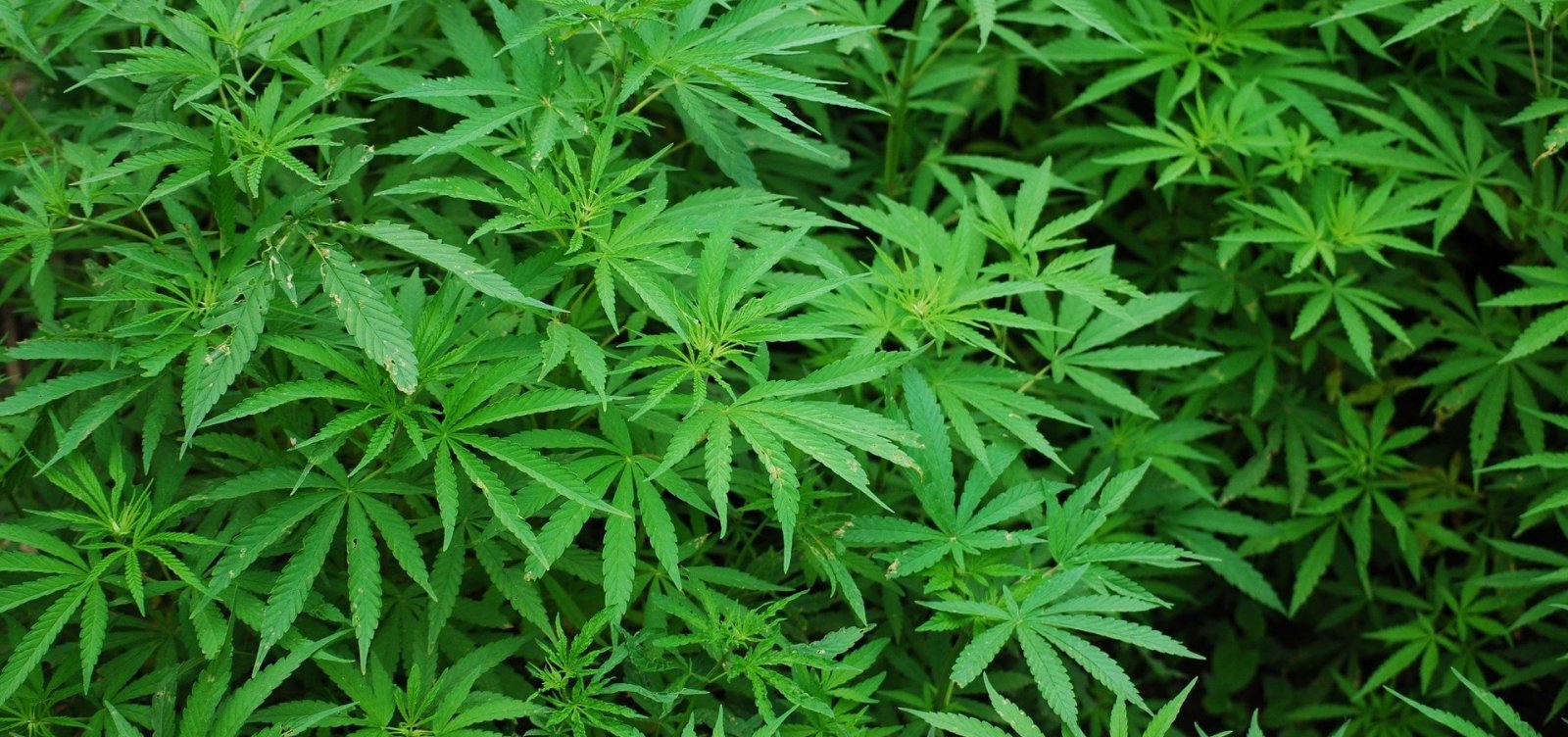 [Senado e Câmara do estado de Nova York aprovam legalização da maconha]