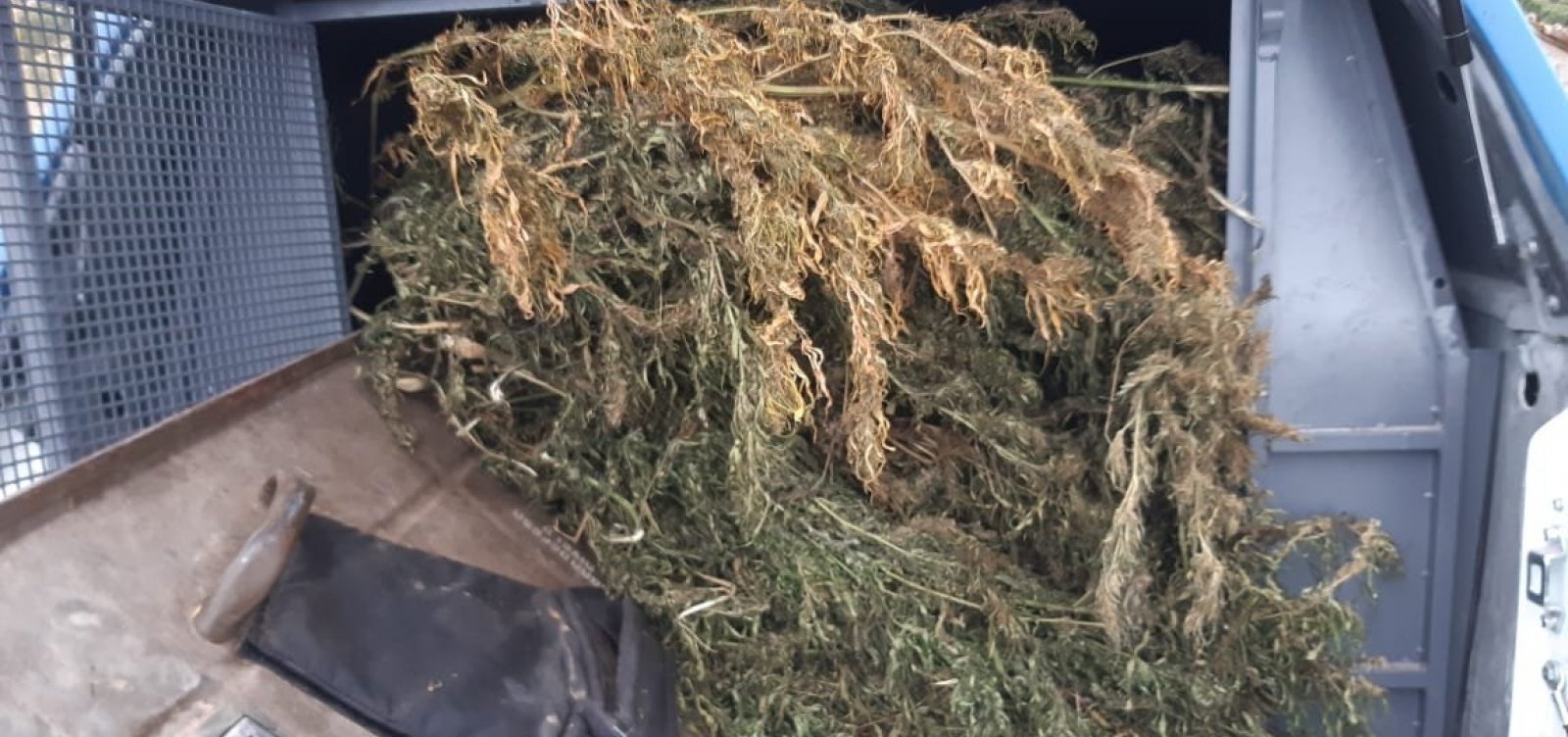 [A&ccedil;&atilde;o localiza cerca de mil p&eacute;s de maconha em Seabra ]