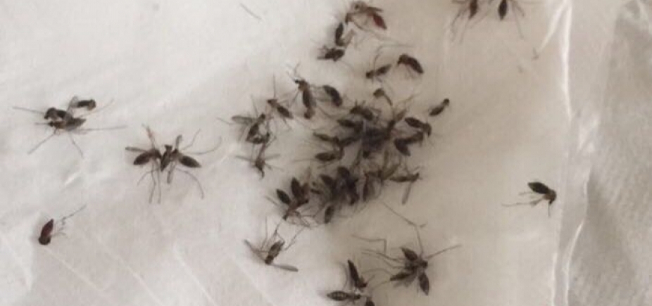 Moradores de Alagoinhas denunciam infestação de mosquitos na cidade: \ [Moradores de Alagoinhas denunciam infestação de mosquitos na cidade: \