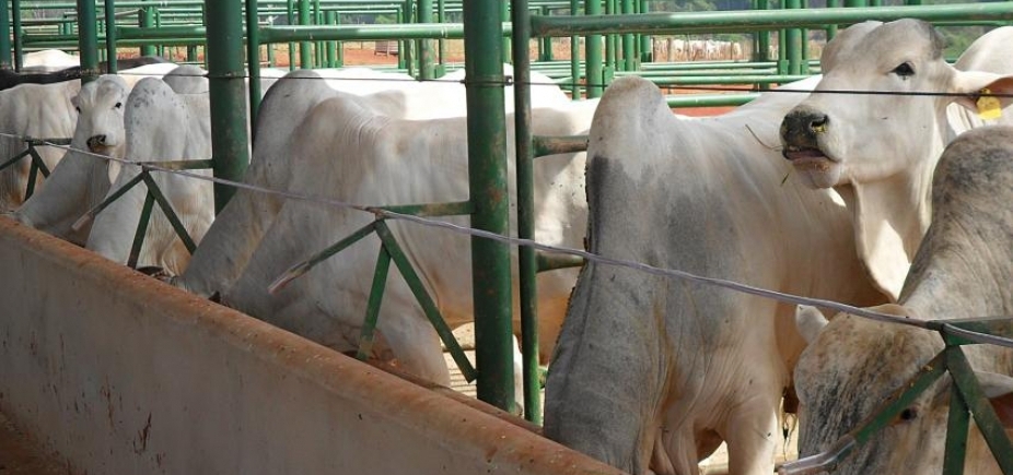 Rússia aumenta restrições para carnes brasileiras devido a \ [Rússia aumenta restrições para carnes brasileiras devido a \