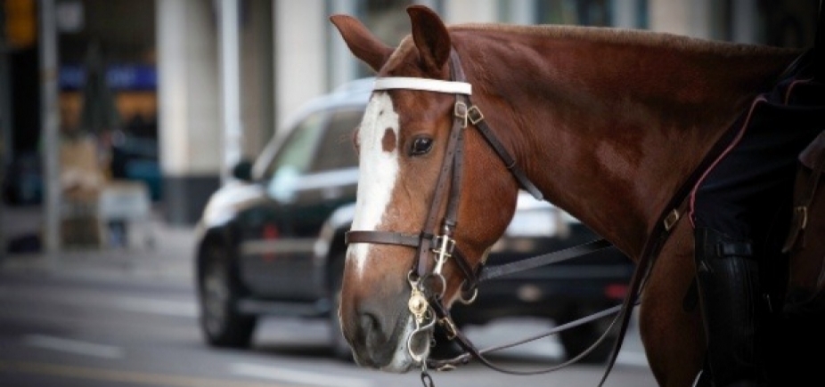 Cavalo vai parar na delegacia após dar coice em carro: [Cavalo vai parar na delegacia após dar coice em carro: