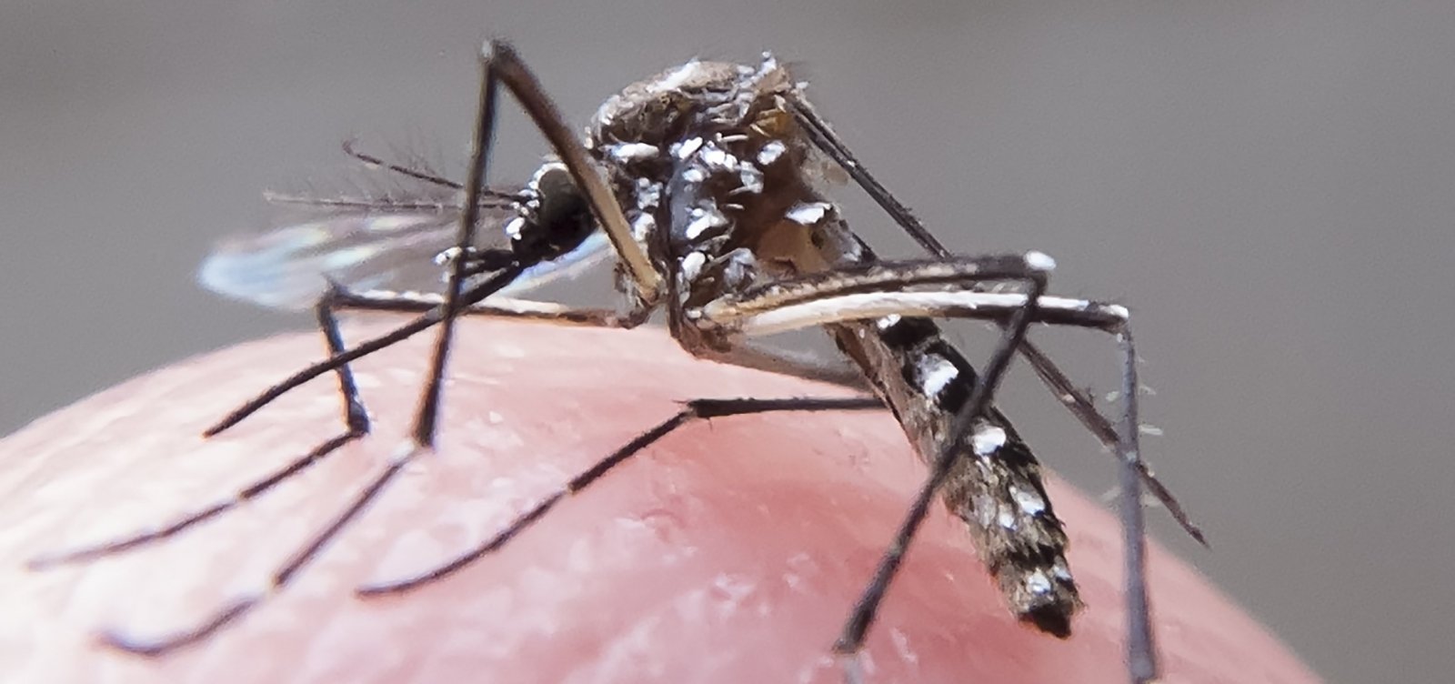 [Bahia tem 320 cidades em situação de alerta ou risco para dengue, zika e chikungunya]