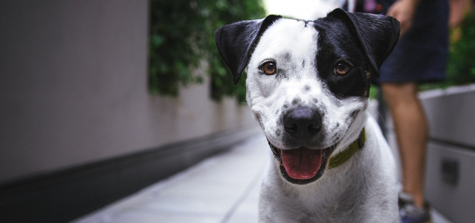 [ Prefeito assina projeto de lei que cria entidades em defesa dos animais em Salvador]