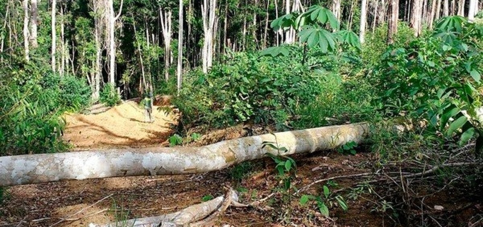 [ Ibama localiza mais de 250 hectares de Mata Atlântica desmatados no sul da Bahia]
