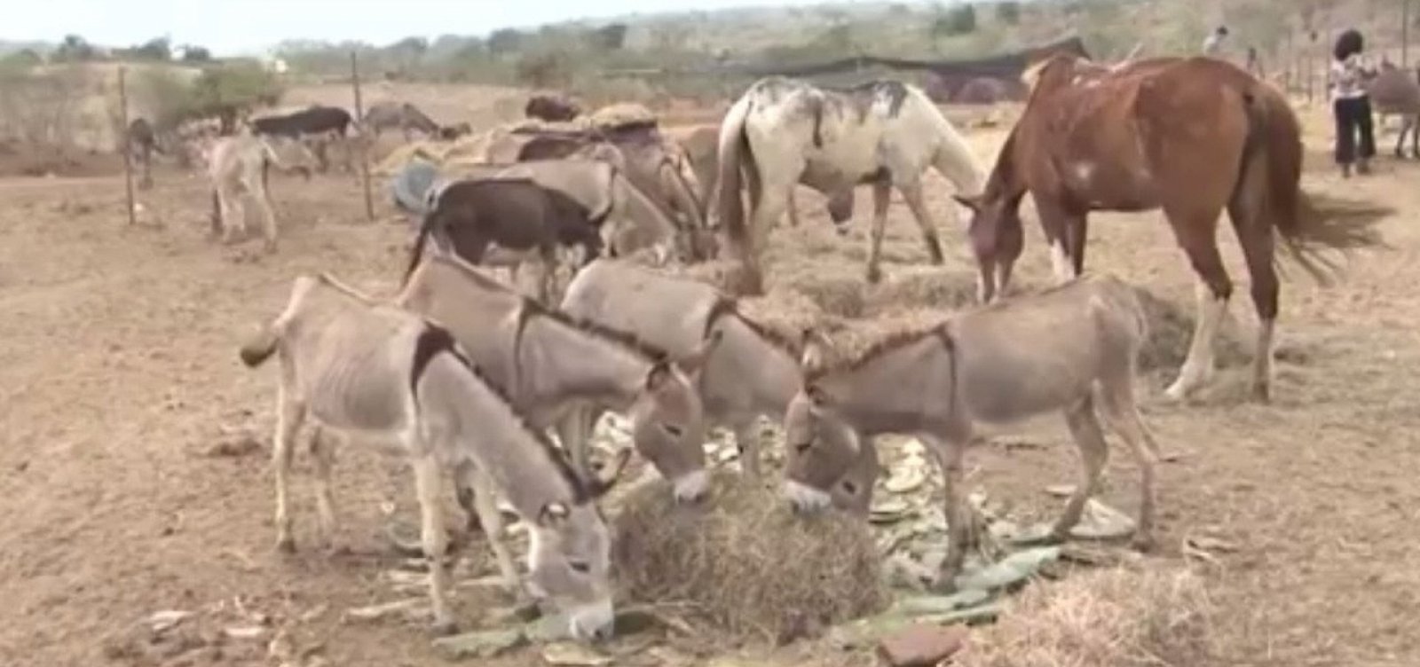 [Fazenda de criação é interditada após morte de 200 jumentos por maus-tratos]