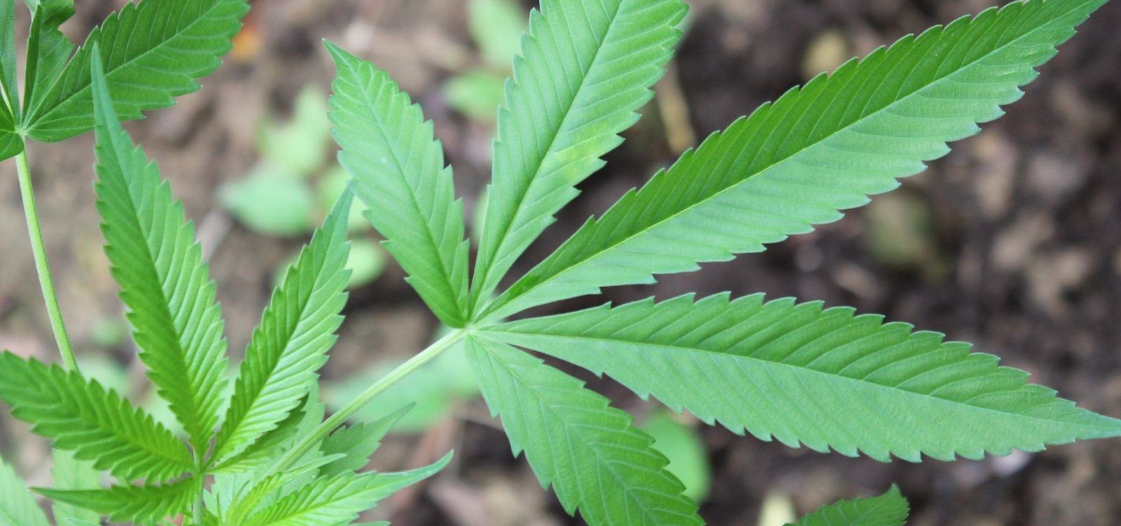 [Canadá autoriza uso recreativo da maconha a partir de hoje]