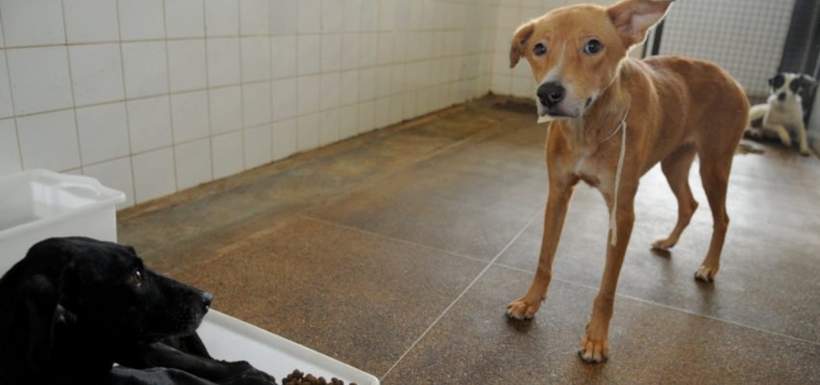 [Holanda se consagra como primeiro país a não ter cachorros abandonados nas ruas]