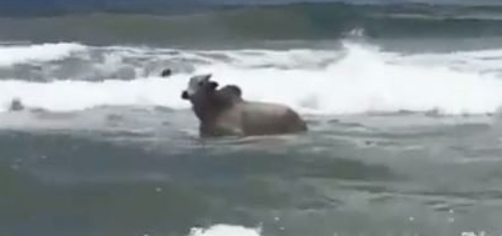 [Boi é flagrado 'pegando onda' ao lado de surfistas em Salvador; veja vídeo]