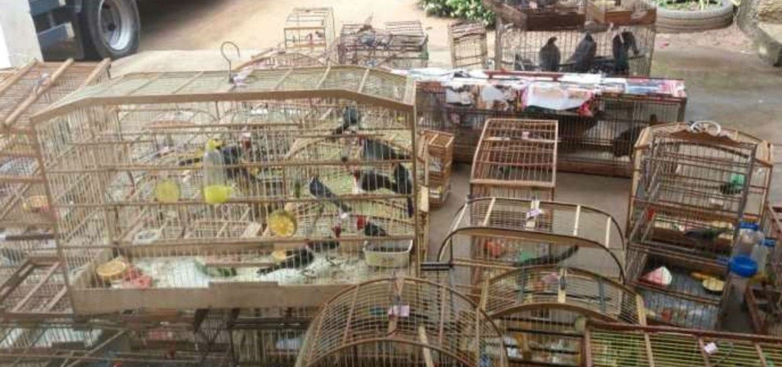 [Mais de 550 animais silvestres são resgatados durante operação da PRF na Bahia]