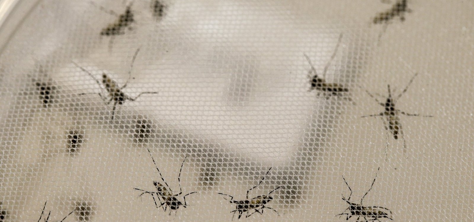 [Casos de dengue crescem 94,1% na Bahia]