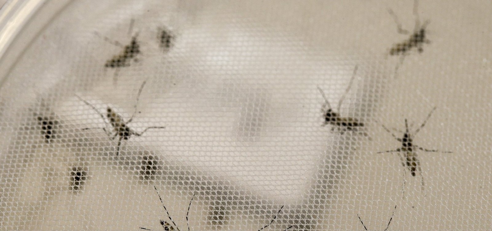 [Casos de dengue crescem 149% no Brasil após dois anos de queda]