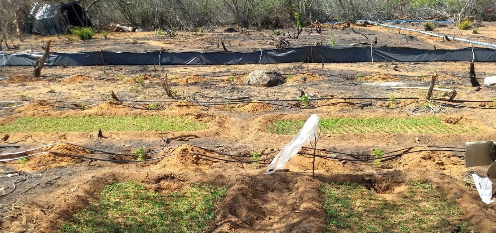 [Polícia Militar encontra plantação com mais de 50 mil pés de maconha na Bahia]