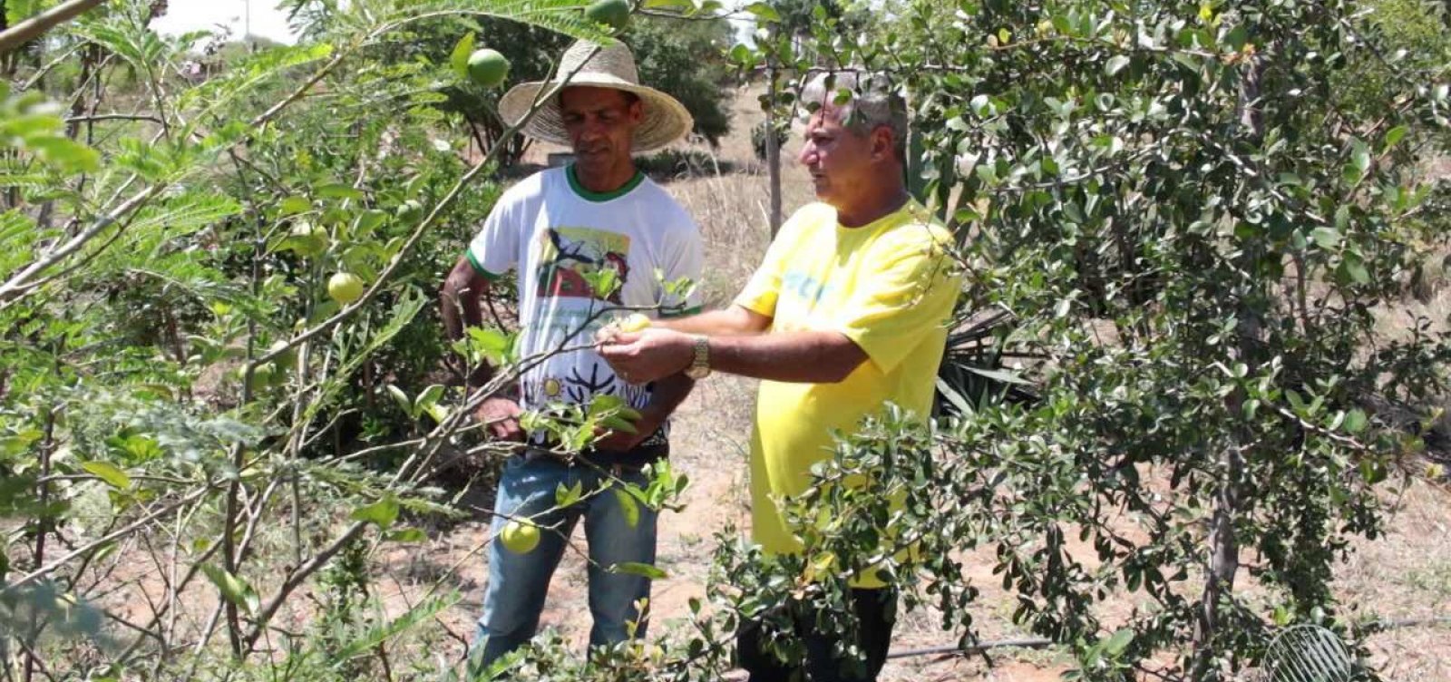 [Produtores rurais passam a emitir Nota Fiscal Eletrônica com o CPF na Bahia]