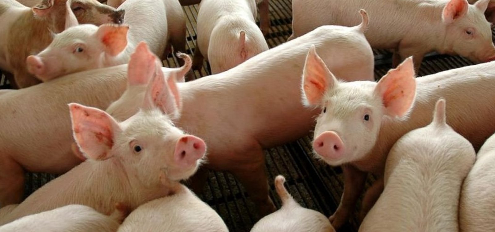 [China autoriza importação de gordura de porco do Brasil]