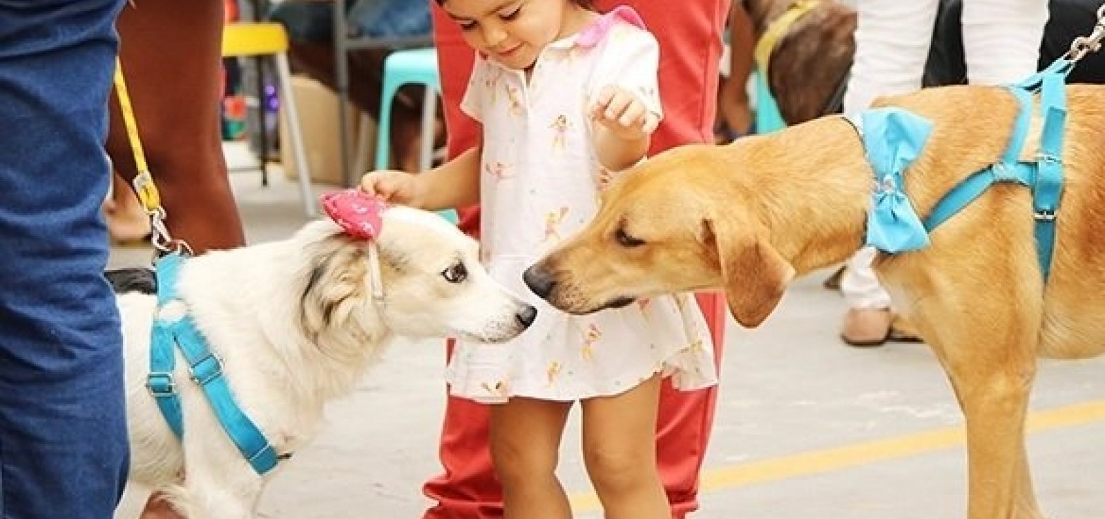 [Ação para adoção de animais acontece neste domingo]