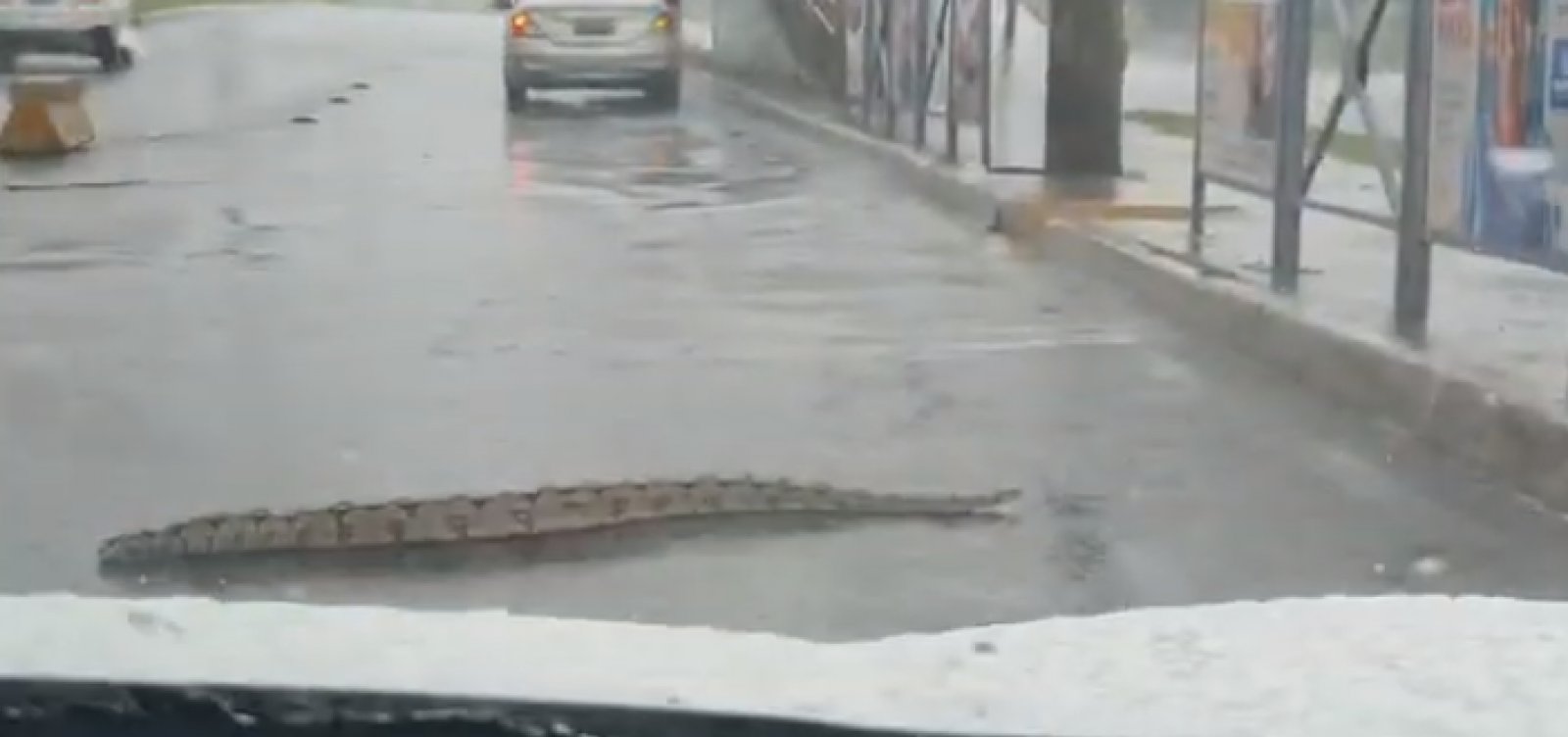 [Motorista flagra jiboia perto do Salvador Shopping; Assista]