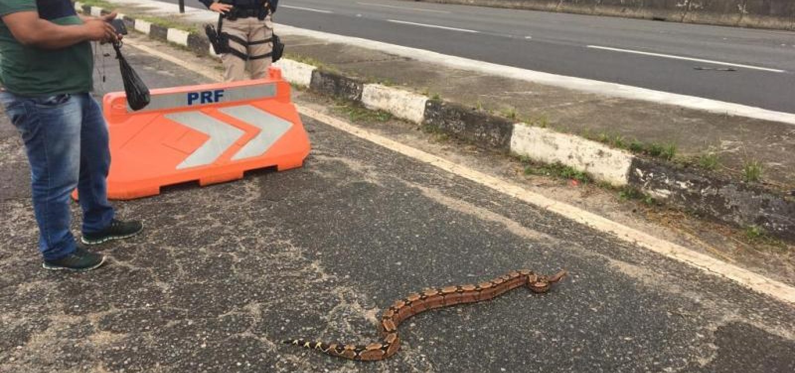 [Jiboia é resgatada em situação de risco na BR-324, em Simões Filho]