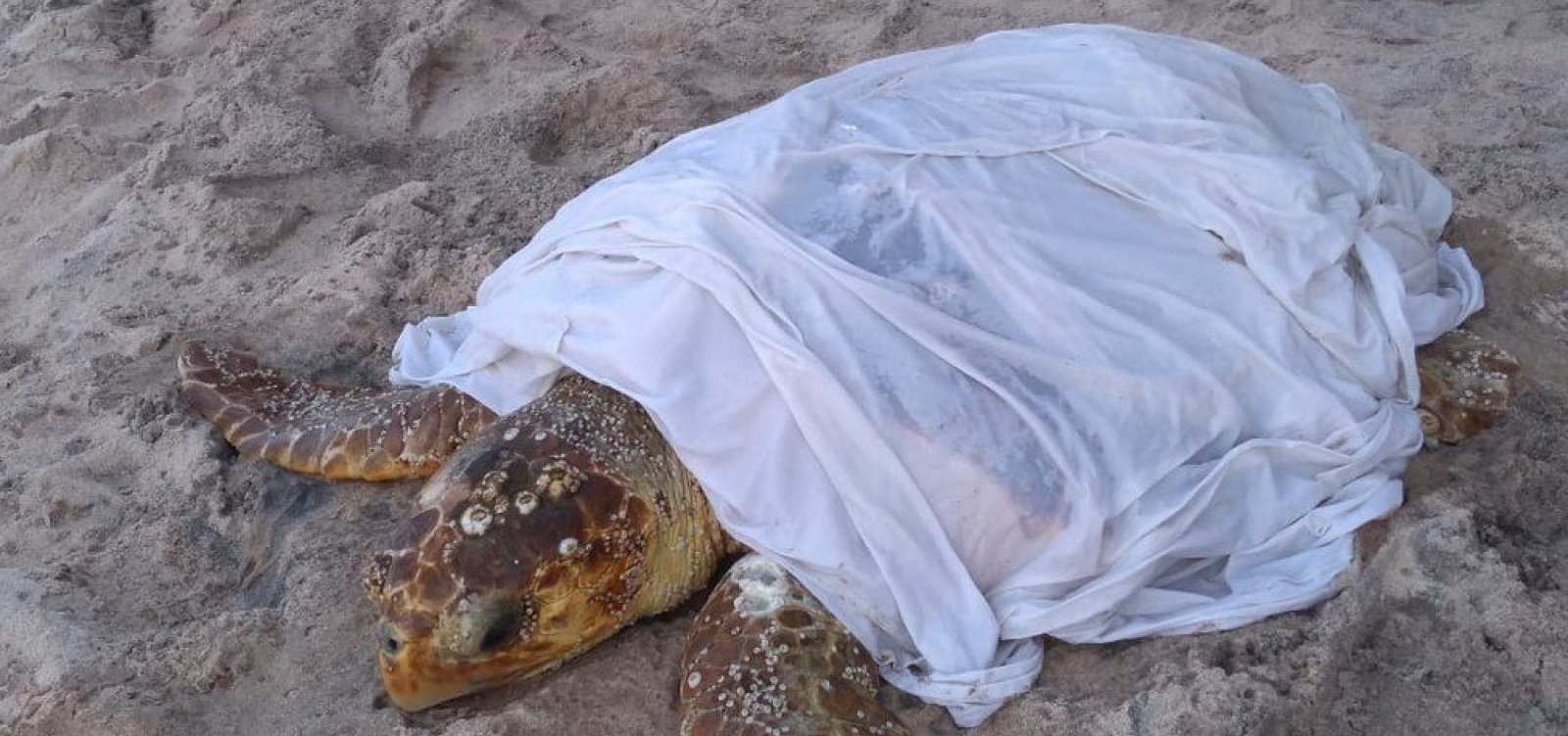 [Tartaruga se prende em pedra na praia de Ondina e é resgatada por banhistas]