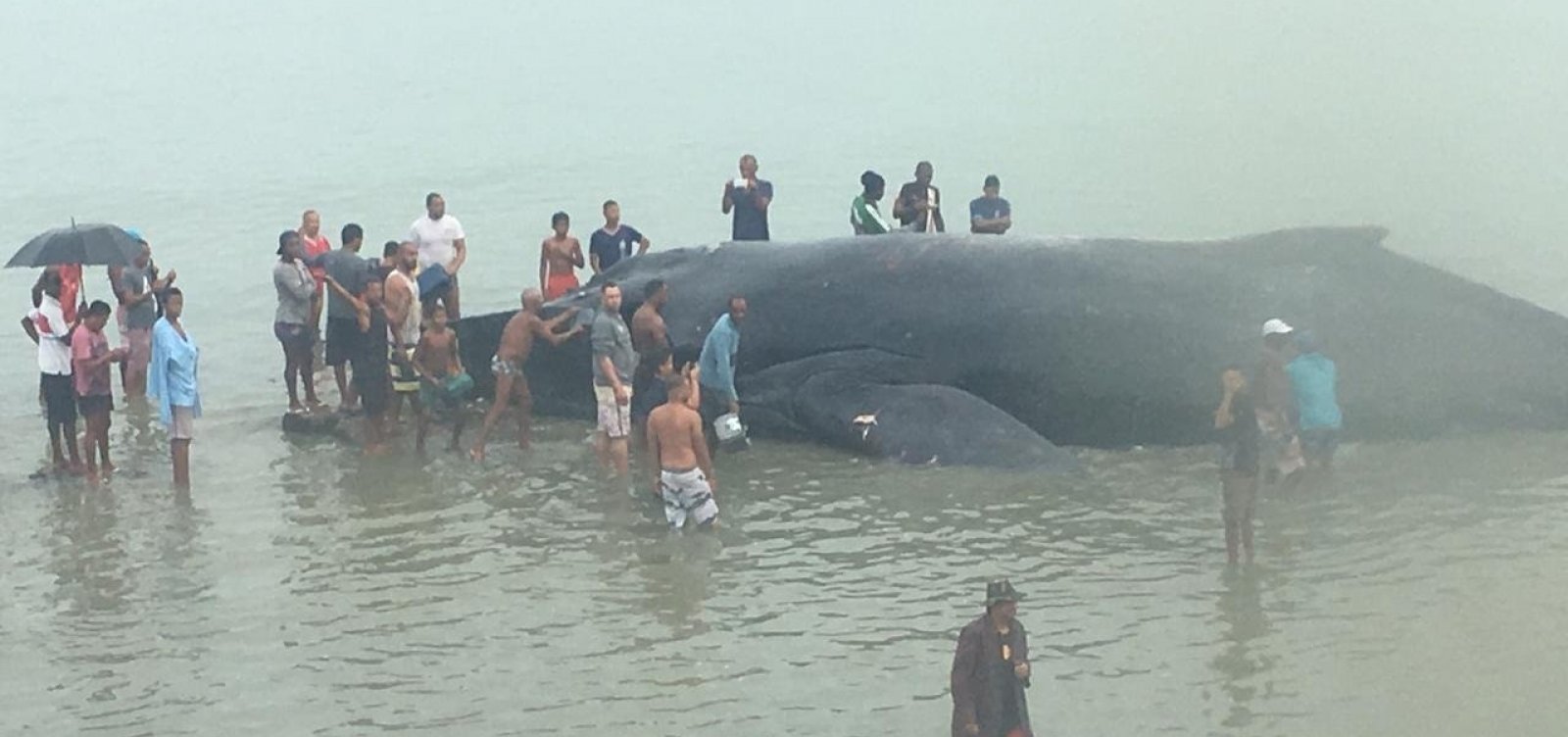 [Baleia jubarte encalha na praia de Coutos, em Salvador]