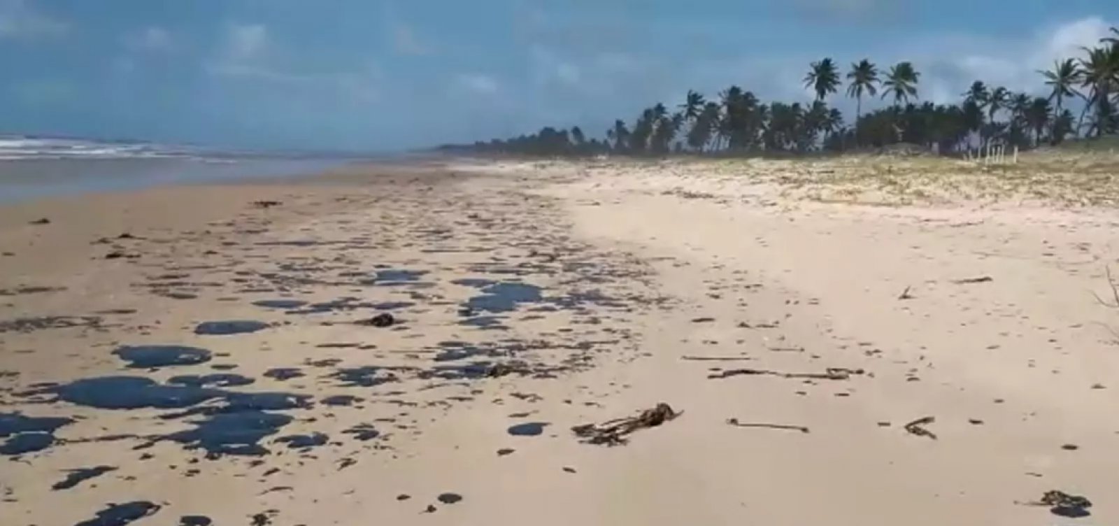 [Após manchas de óleo, Projeto Tamar suspende soltura de tartarugas]