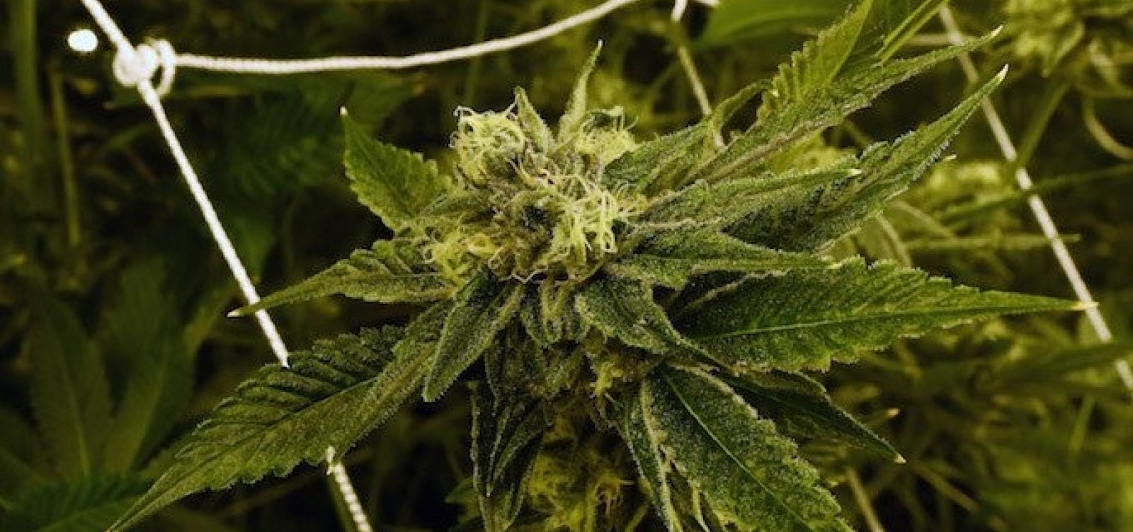 [Anvisa adia mais uma vez votação sobre plantio de maconha para fins medicinais]