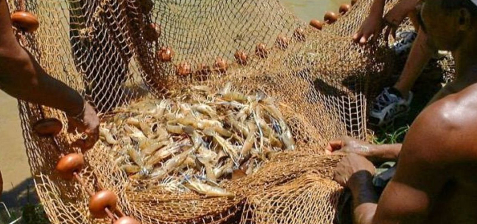 [Após manchas de óleo, pesca de camarão e lagosta será proibida em regiões da Bahia]