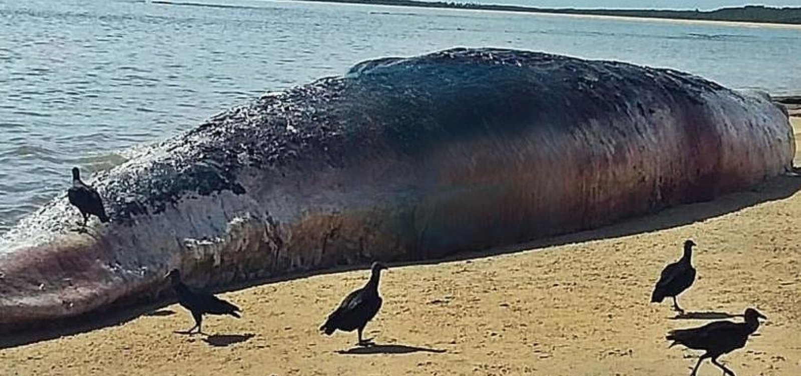 [Baleia suja de óleo é encontrada morta em praia de Porto Seguro]