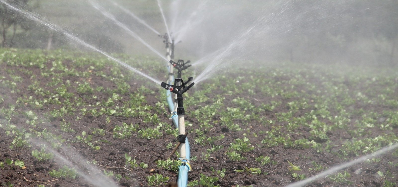 [Governo autoriza ocupação de produtores em polo de irrigação na Bahia]
