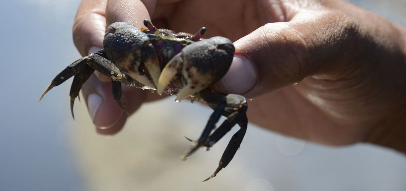 [Bahia: 24,4 mil pescadores vão receber R$ 1,9 mil após manchas de óleo]