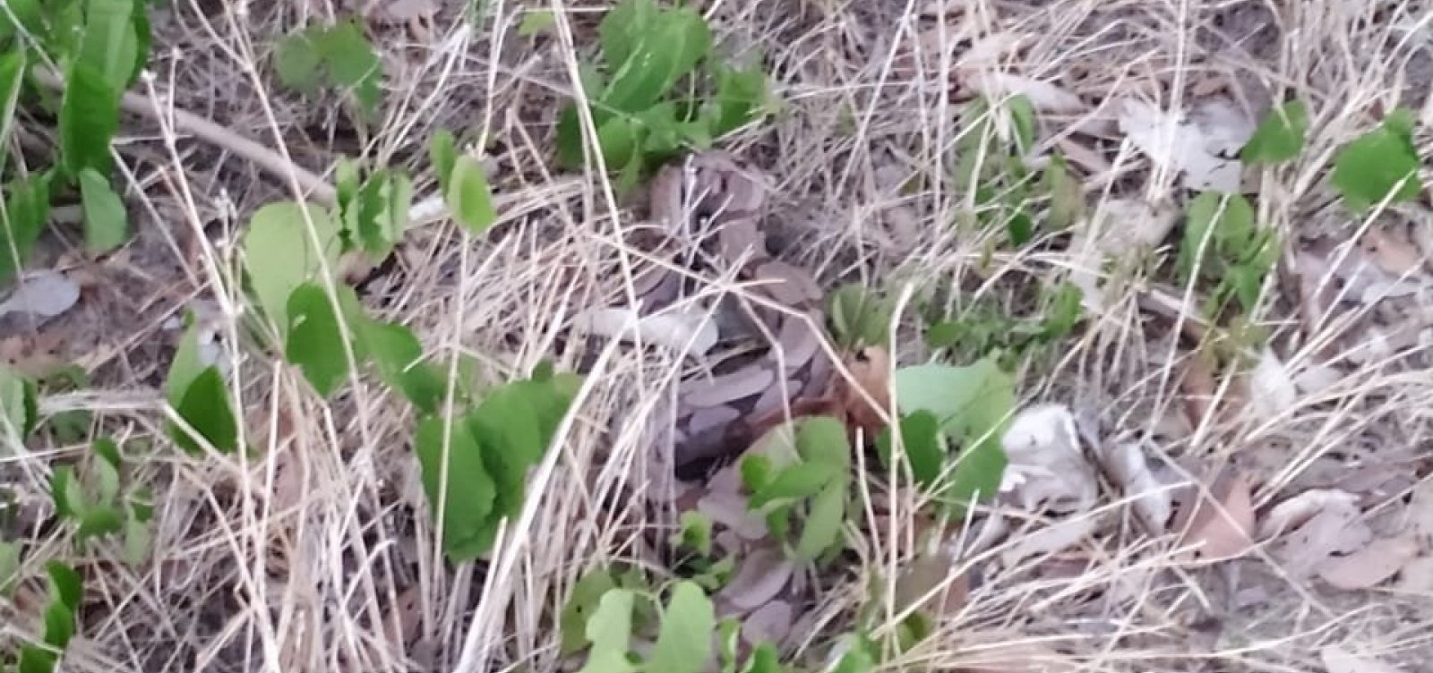 [Jiboia é resgatada de árvore em área urbana de Barreiras]