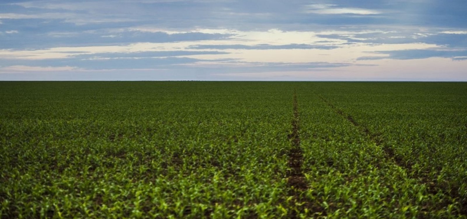 [Número de agrotóxicos registrados em 2019 é o maior desde 2005]