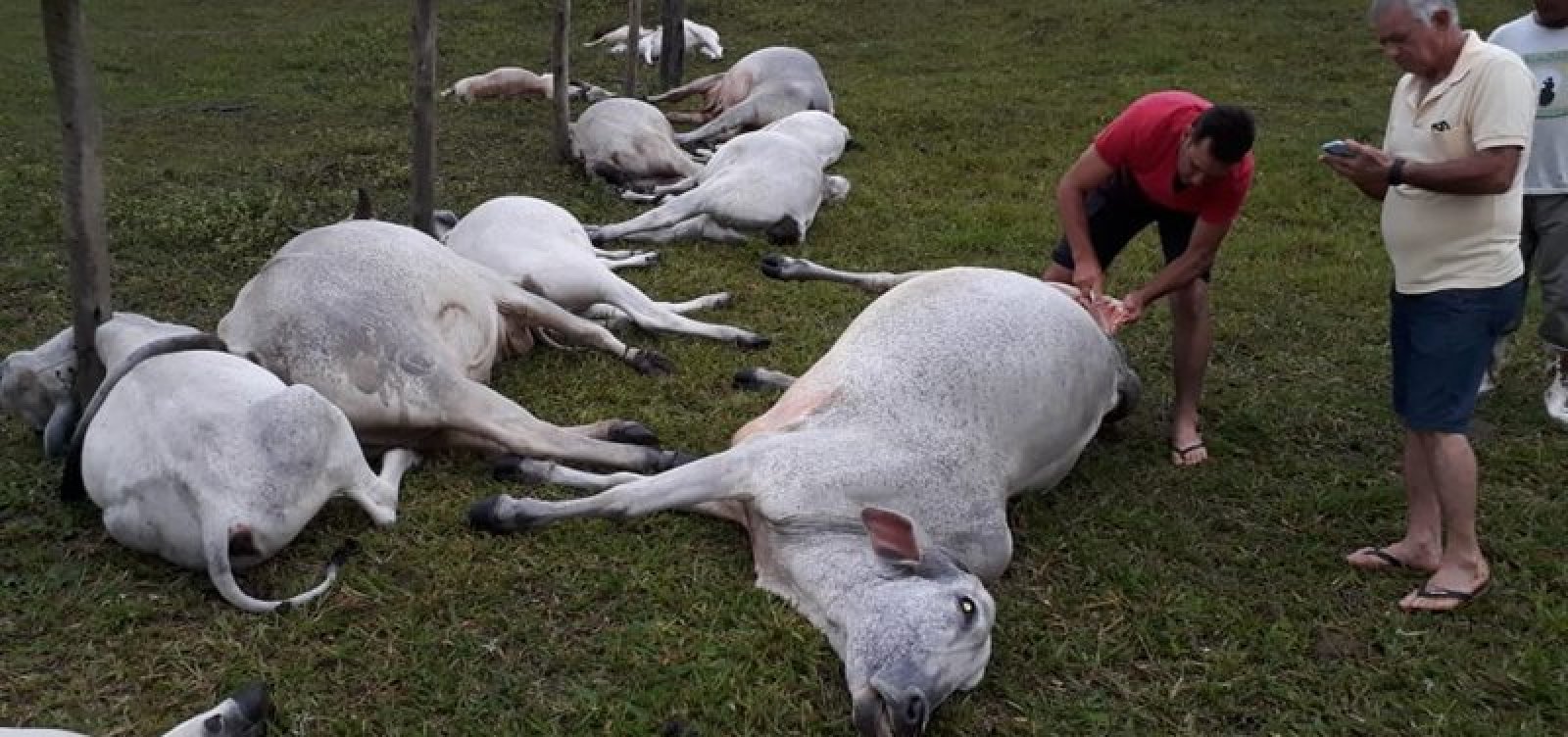 [Dezesseis animais morrem após queda de raio no sul da Bahia]