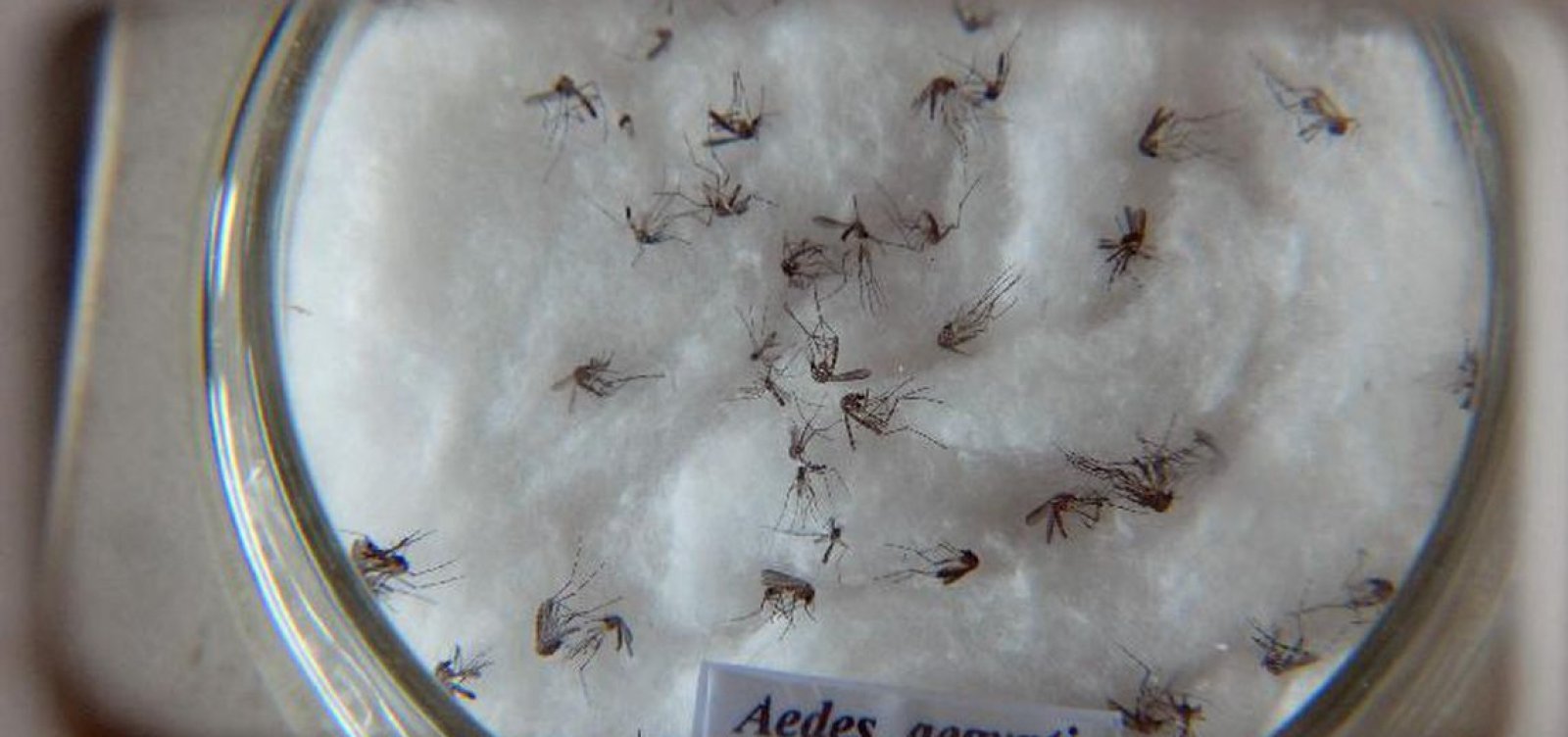 [Brasil registra segundo maior número de mortes por dengue em 21 anos]