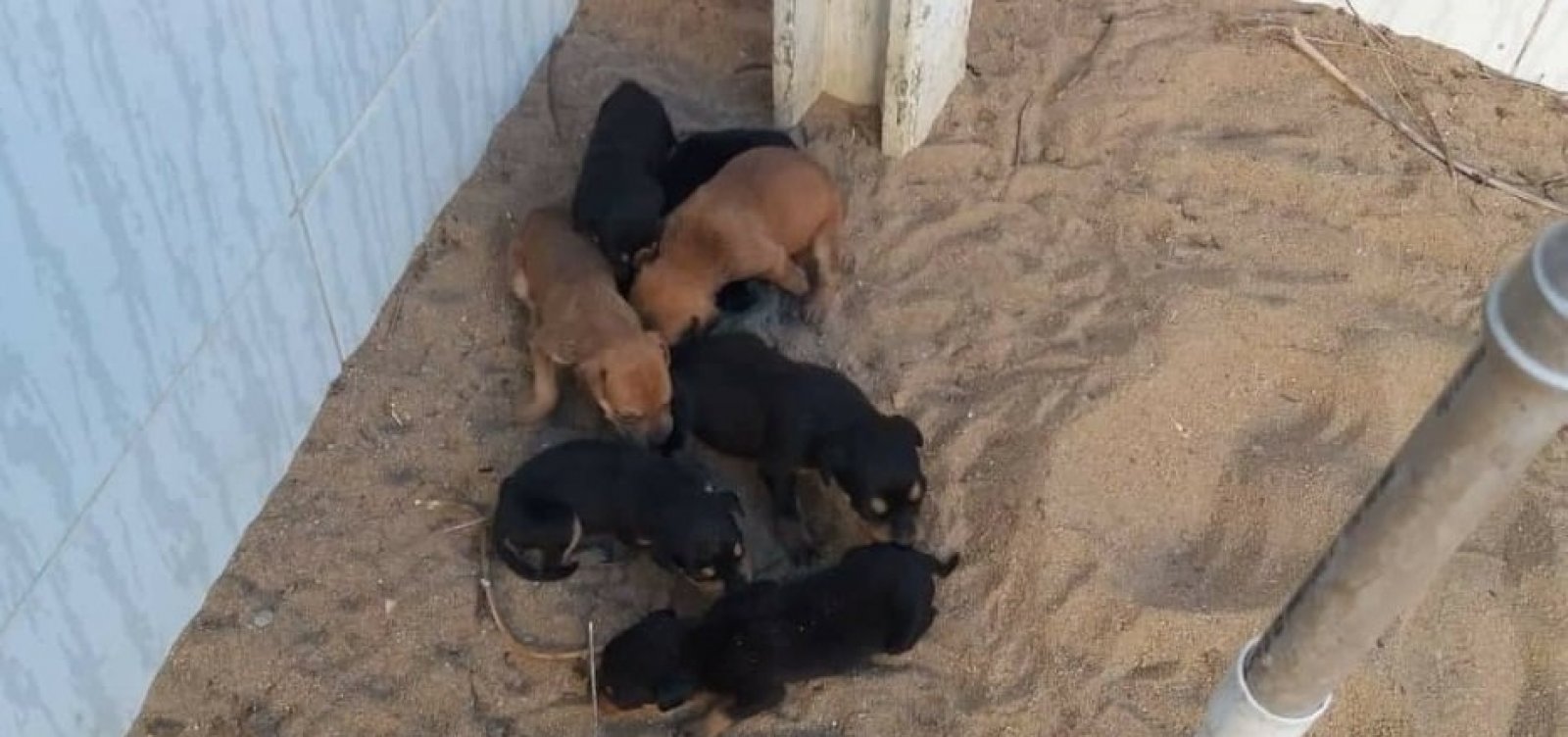[ PMs resgatam dez cachorros mantidos sem água e comida suficientes em casa abandonada]