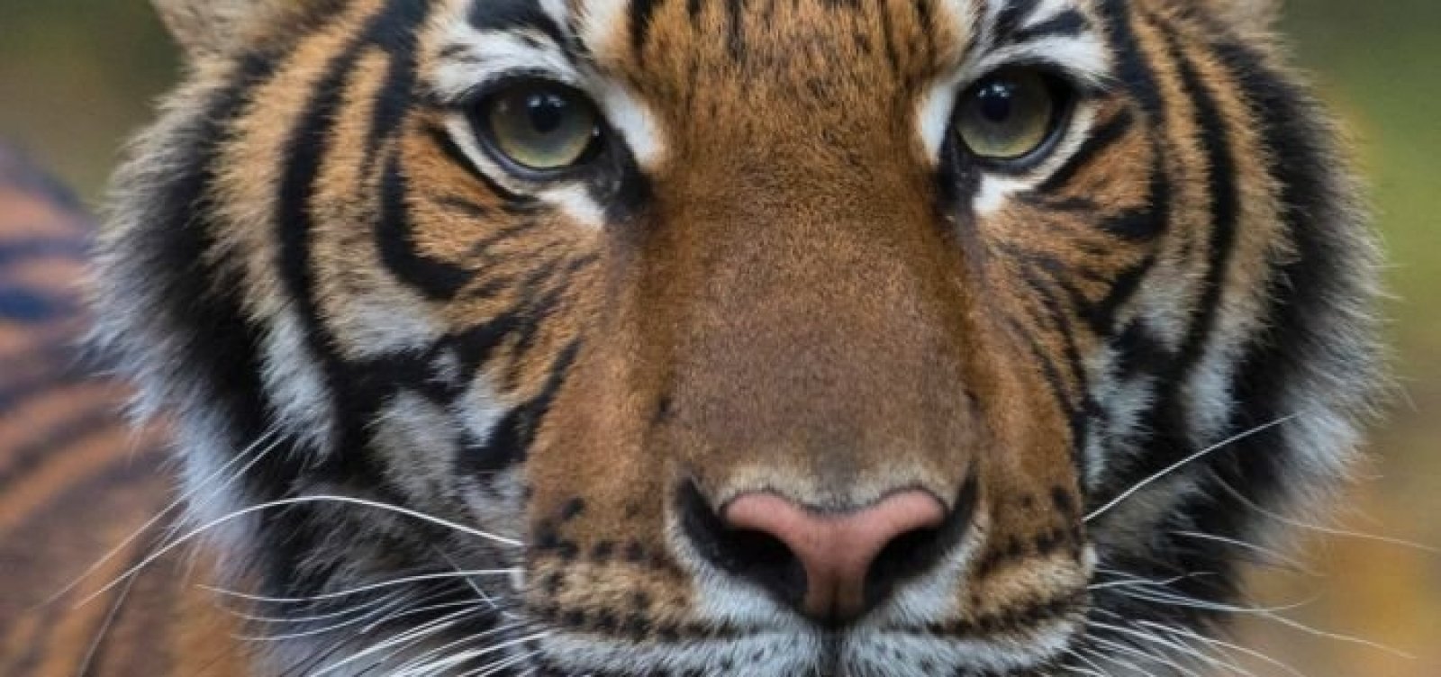 [Tigre testa positivo para coronavírus em zoológico de Nova York]