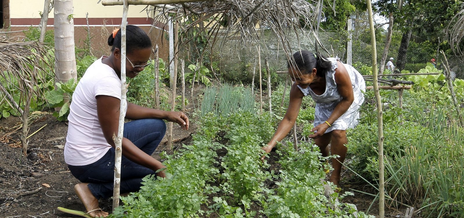 [Coronavírus: Governo da Bahia lança edital que destina R$ 15 mi a agricultores familiares]