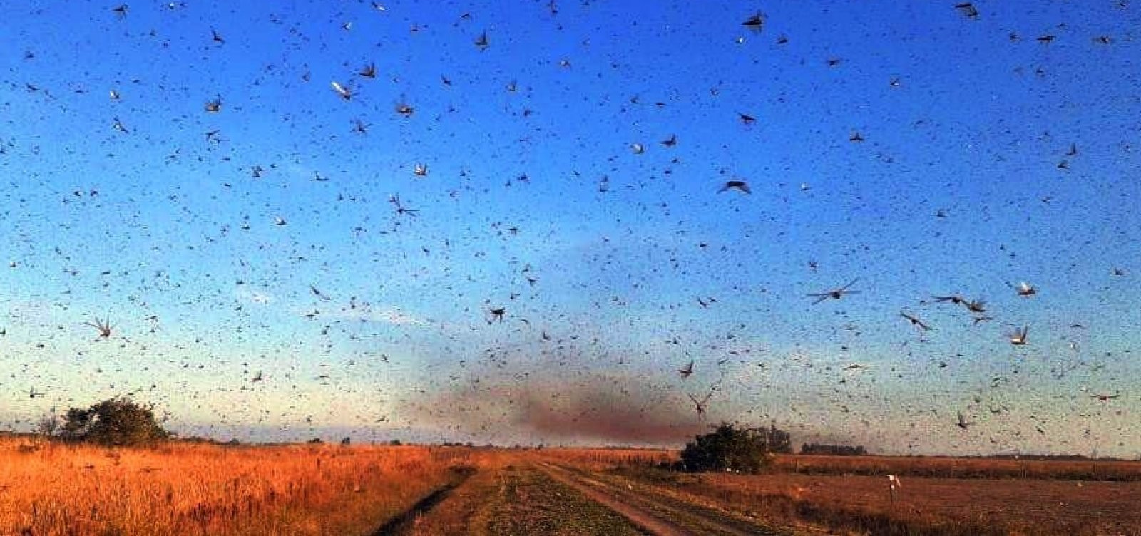 [Chegada de nuvem de gafanhotos leva a estado de emergência fitossanitária no RS e SC]